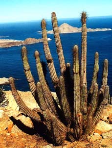 Gran Cactus frente al mar
