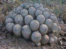 Cactus Copiapoa en el desierto norteño