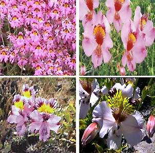 Lirios del campo en el desierto florido