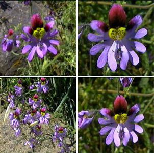 Carita de flor en el desierto