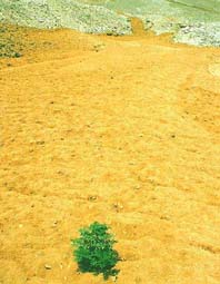Barro de aluvión y pequeño arbusto expuesto