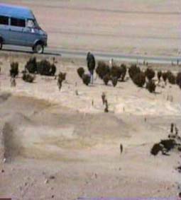 Pequeños árboles y vegetación germinada en el desierto junto a la ruta