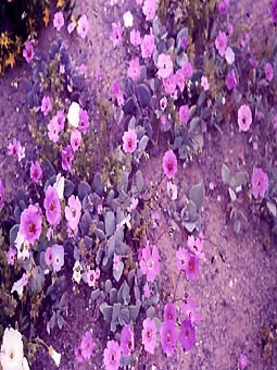 Flores silvestres germinadas en el desierto