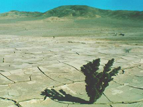 Arbolito solitario en tierra agrietada