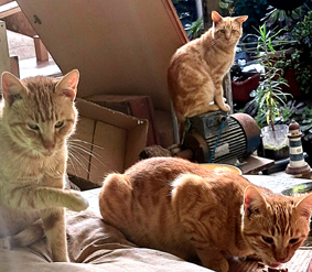 Las gatas gemelas del jardín