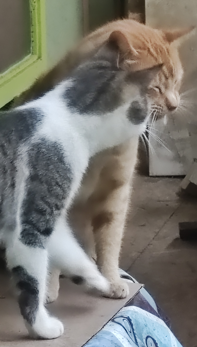 El gato Romanito