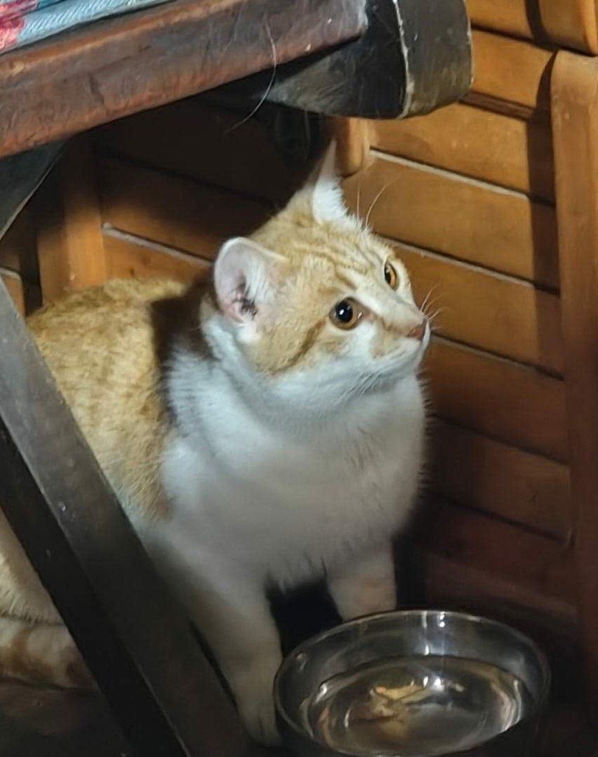 Panchita a salvo en la casa
