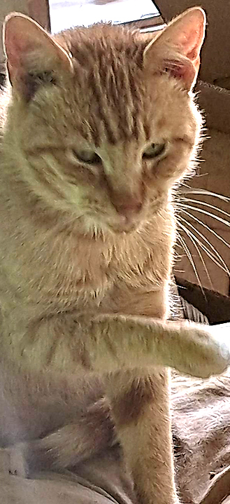 El gato Tío