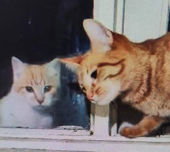 Kurita y Panchita a través del vidrio