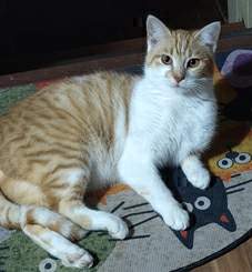 Panchita en la alfombra