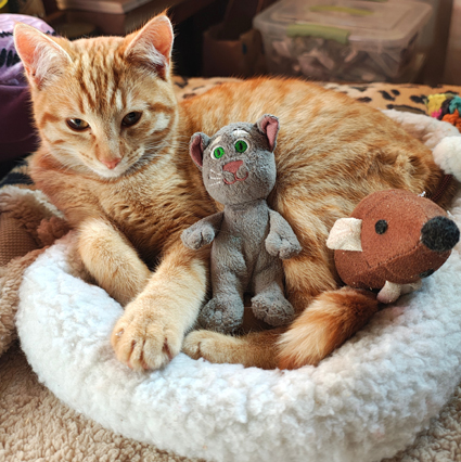 Kurita con peluches