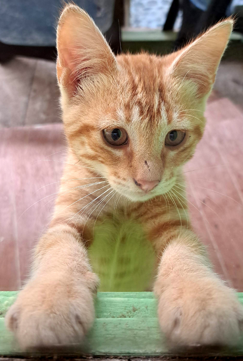 El gato Goyito