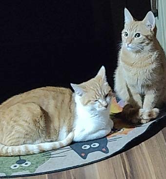 Kurita y Panchita comiendo juntas