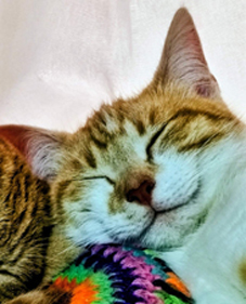 Kurita durmiendo feliz