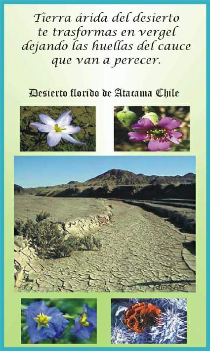 Flores de Atacama