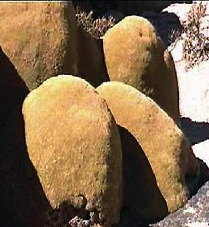 Cuesta de Camarones